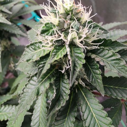 24k 2 growlog timeline photo