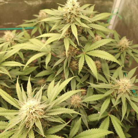Sweet 2 growlog timeline photo