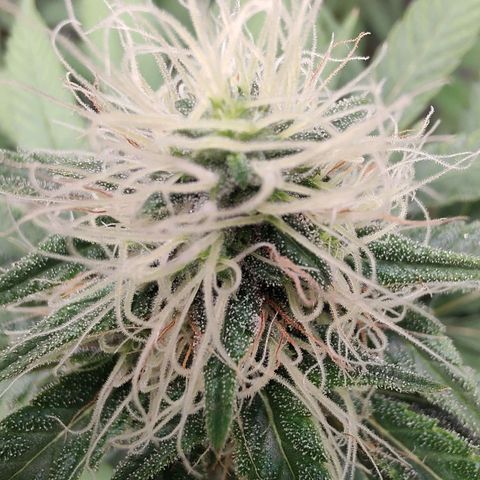 Sweet 2 growlog timeline photo