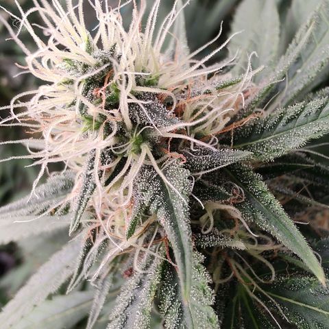 Sweet 2 growlog timeline photo