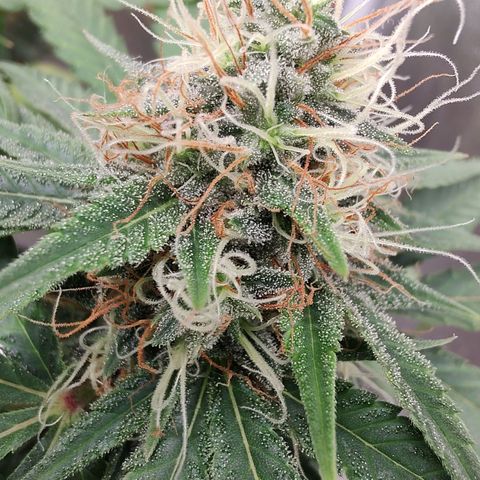 Sweet 2 growlog timeline photo