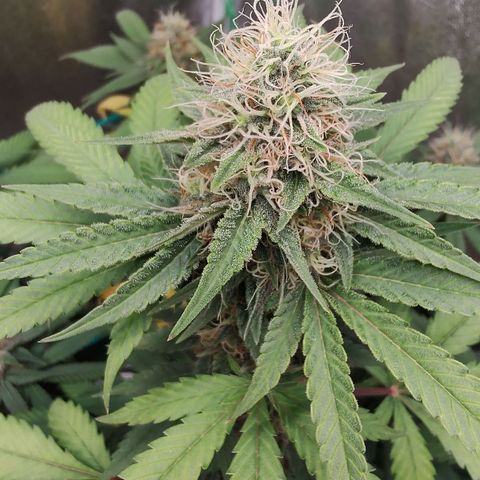 Sweet 2 growlog timeline photo
