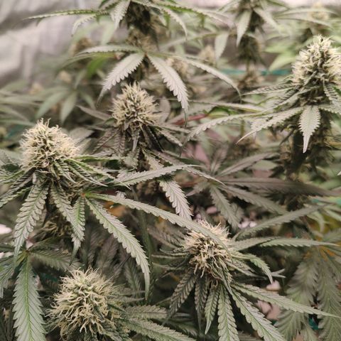 24 k growlog timeline photo