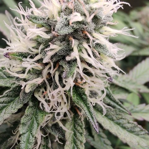 24 k growlog timeline photo