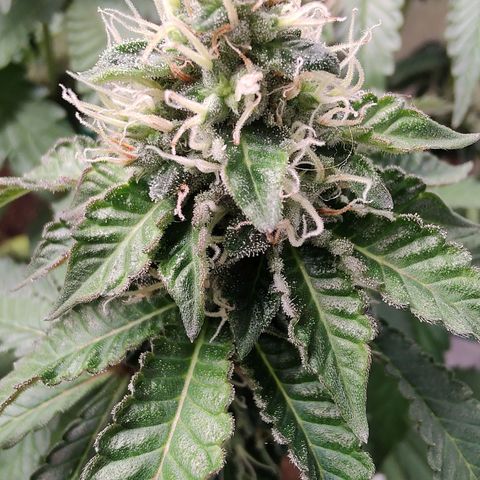 24k 2 growlog timeline photo