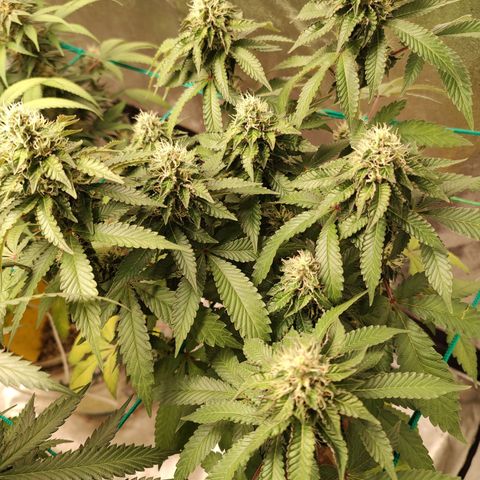 24k 2 growlog timeline photo