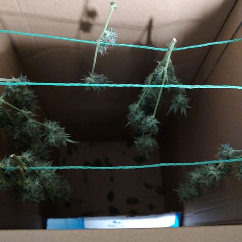 Sweet 2 growlog timeline photo