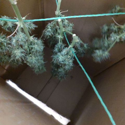 Sweet 2 growlog timeline photo