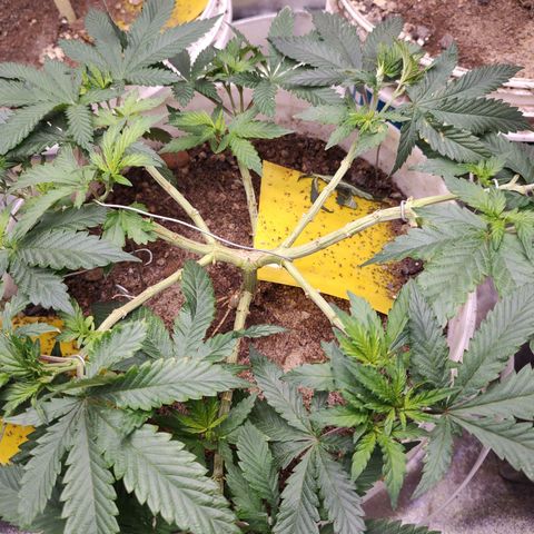 Pey coo growlog timeline photo