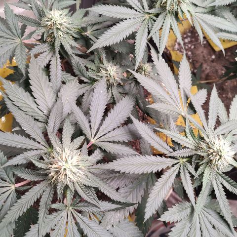 Peyote coo clone 1 growlog timeline photo