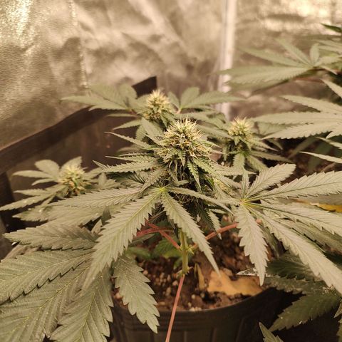 Peyote coo clone 2 growlog timeline photo