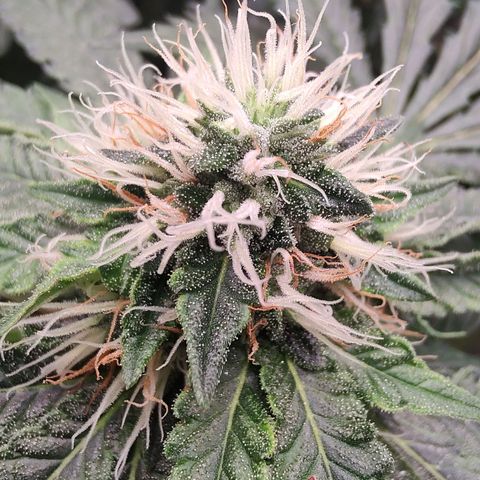 Pey coo growlog timeline photo