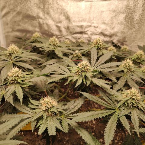 Pey coo growlog timeline photo
