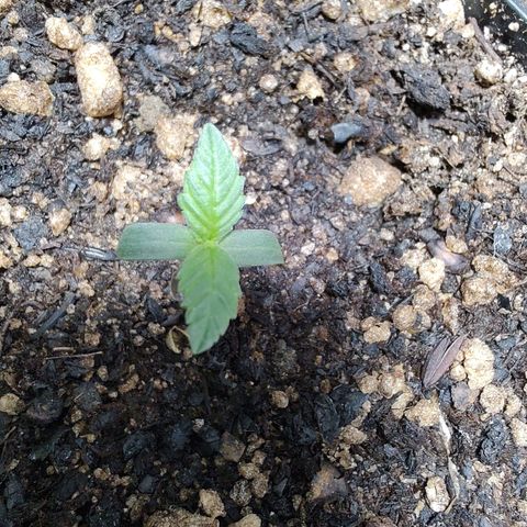 Queijo 1 growlog timeline photo