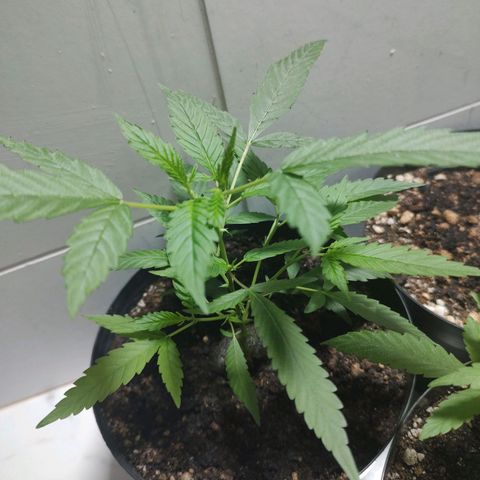 S1 growlog timeline photo