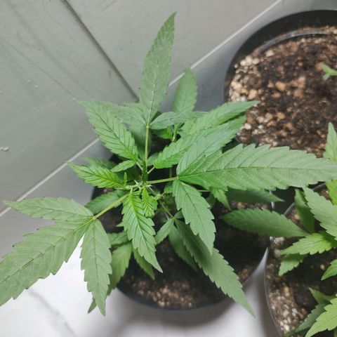 S1 growlog timeline photo