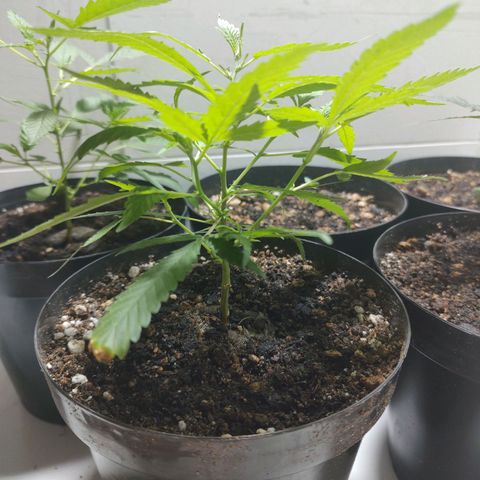 S2 growlog timeline photo