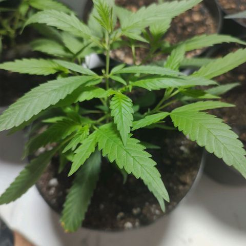 S2 growlog timeline photo