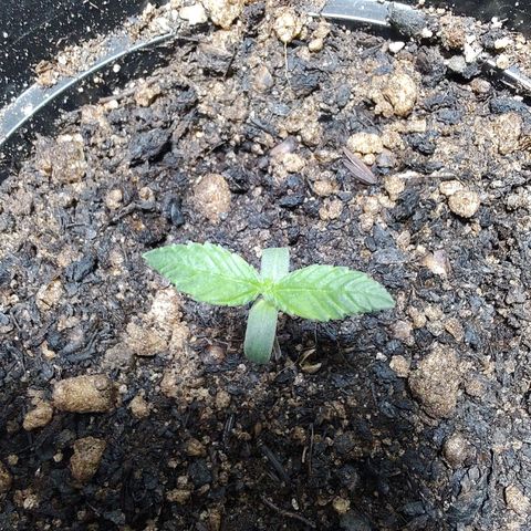 Queijo 2 growlog timeline photo