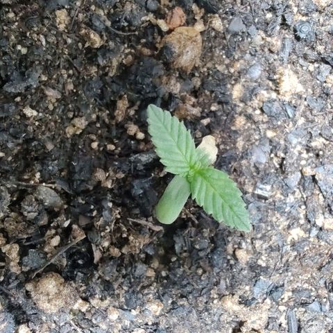 Queijo 1 growlog timeline photo