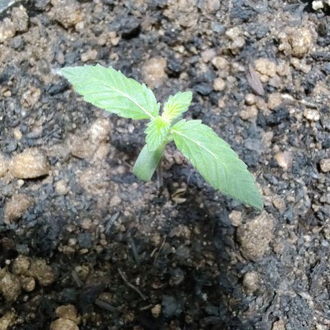 Queijo 2 growlog timeline photo