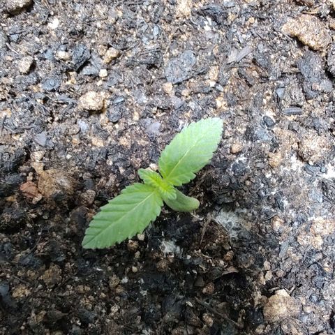 Queijo 2 growlog timeline photo
