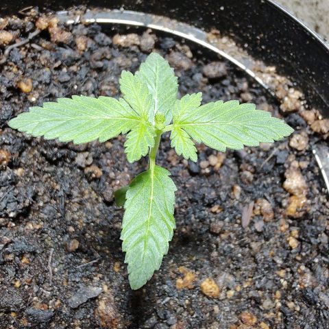Queijo 2 growlog timeline photo
