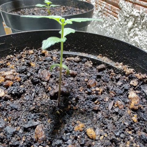 Queijo 2 growlog timeline photo
