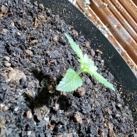 Queijo 1 growlog timeline photo