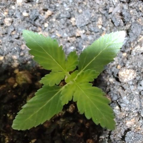Queijo 1 growlog timeline photo