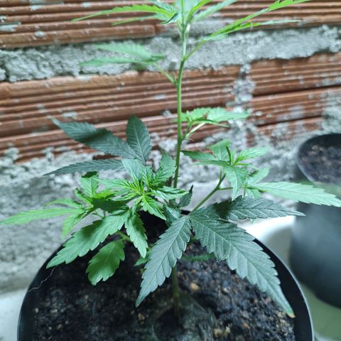 S4 growlog timeline photo