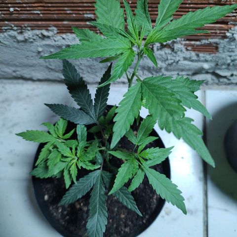 S4 growlog timeline photo