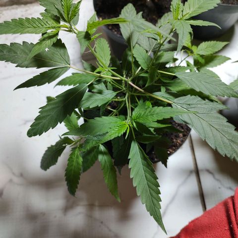S3 growlog timeline photo