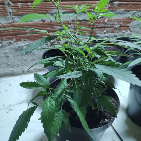 S3 growlog timeline photo