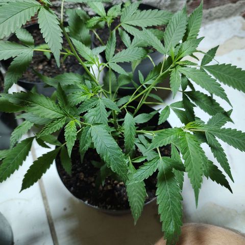 S2 growlog timeline photo