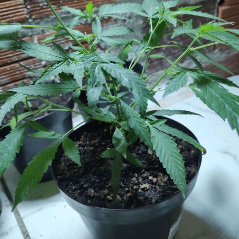 S2 growlog timeline photo