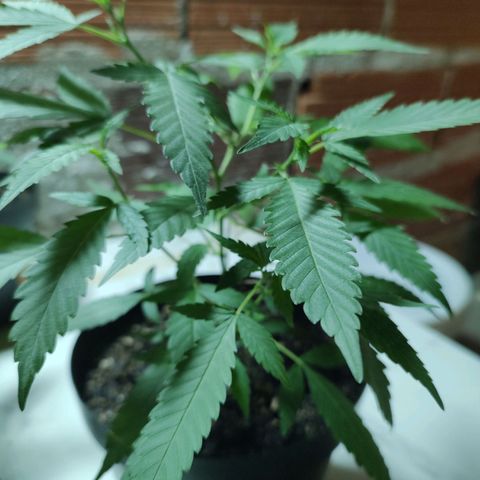S1 growlog timeline photo