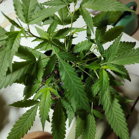S1 growlog timeline photo