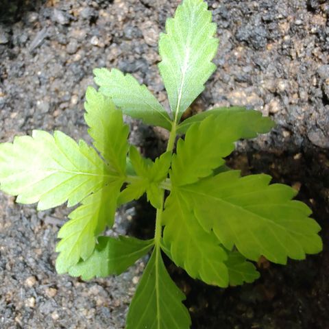 Queijo 1 growlog timeline photo