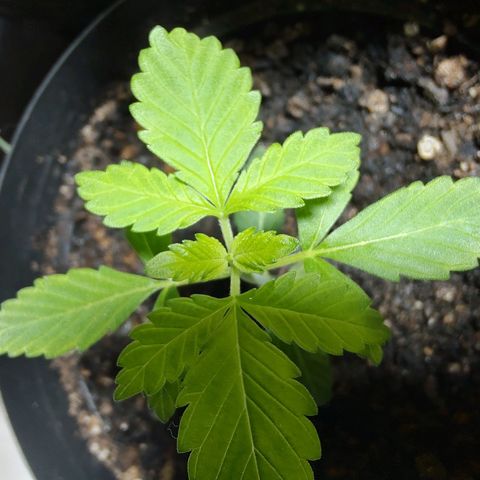 Queijo 2 growlog timeline photo