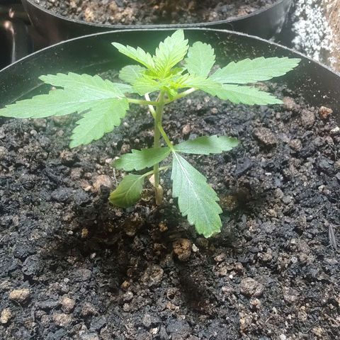 Queijo 1 growlog timeline photo