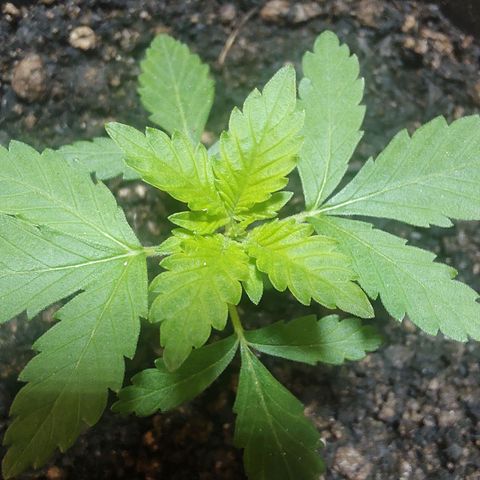 Queijo 1 growlog timeline photo