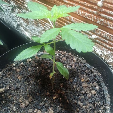 Queijo 2 growlog timeline photo