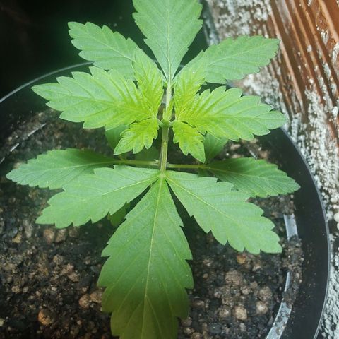 Queijo 2 growlog timeline photo