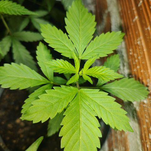 Queijo 2 growlog timeline photo