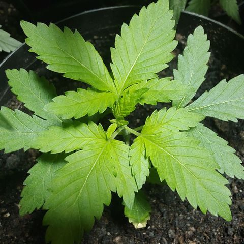 Queijo 1 growlog timeline photo