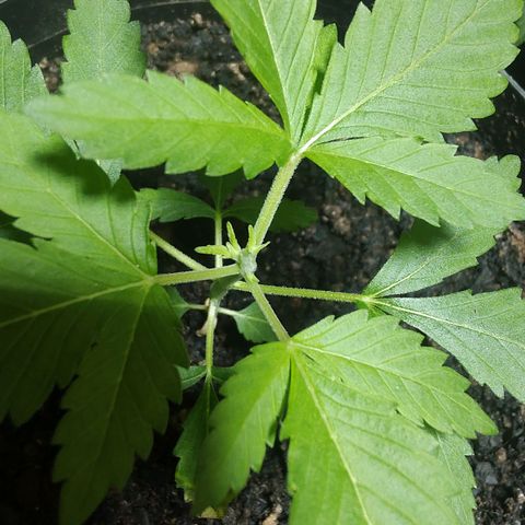 Queijo 1 growlog timeline photo
