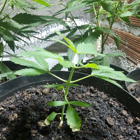Queijo 1 growlog timeline photo
