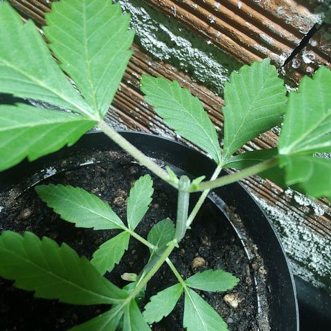 Queijo 2 growlog timeline photo