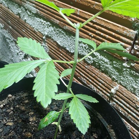 Queijo 2 growlog timeline photo